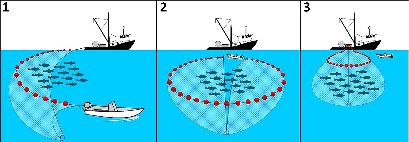  How purse seining works